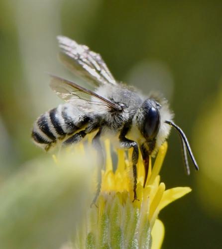Réf. 239 623 : Megachile sp.